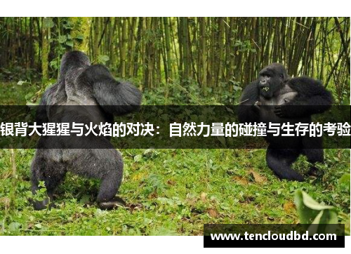 银背大猩猩与火焰的对决：自然力量的碰撞与生存的考验